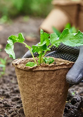 Garden maintenance